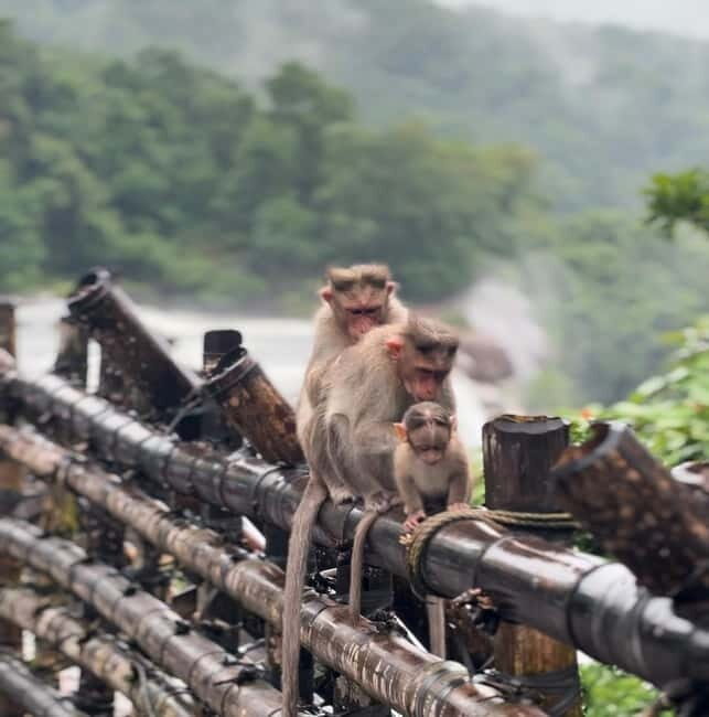 From Kochi: Athirappilly Waterfalls Day Trip with Transfers - An Authentic Encounter with Kerala’s Natural Beauty