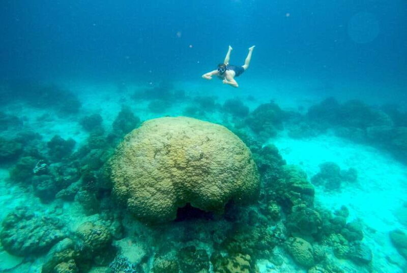 From Koh Lanta: Koh Haa & Koh Rok Snorkel Tour by Speedboat - Who Should Consider This Tour?