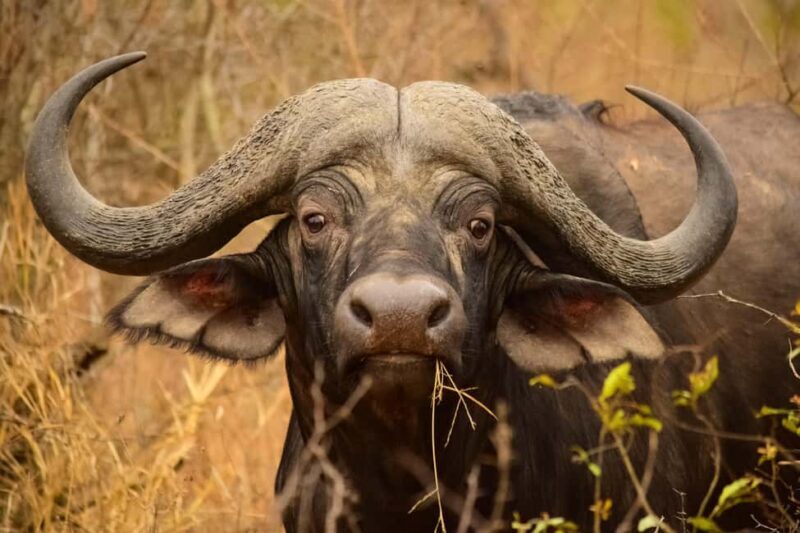 From Kruger Mpumalanga Airport: Kruger Park 3-Days Safari - From Kruger Mpumalanga Airport: Kruger Park 3-Days Safari – A Genuine Wildlife Encounter