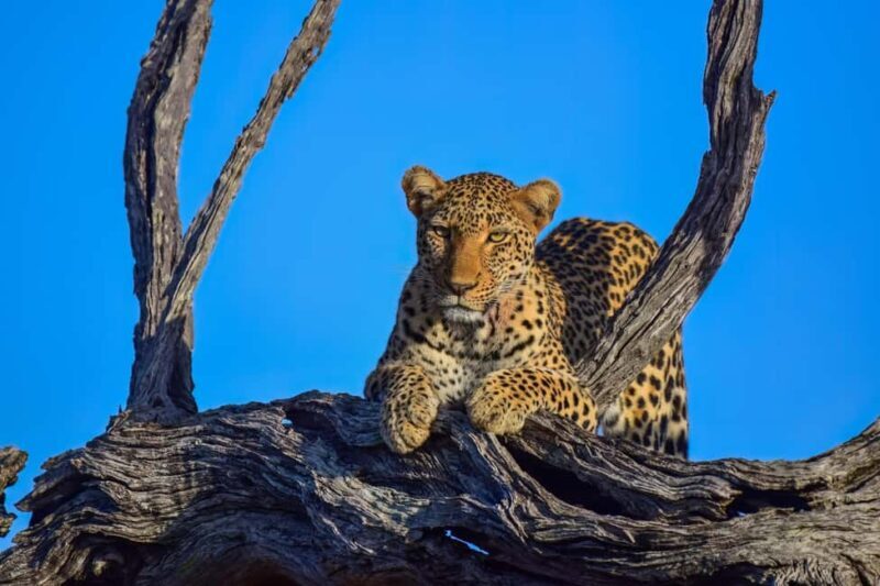 From Kruger Mpumalanga Airport: Kruger Park 3-Days Safari - The Safari Experience: What Makes It Special?