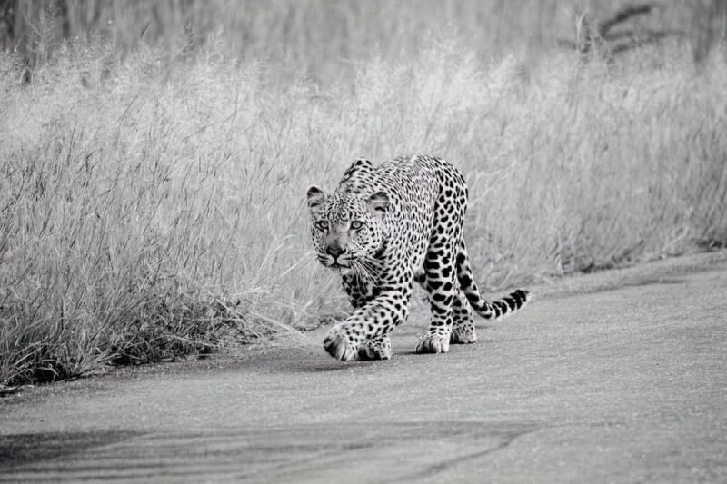 From Kruger Mpumalanga Airport: Kruger Park 3-Days Safari - The Sum Up