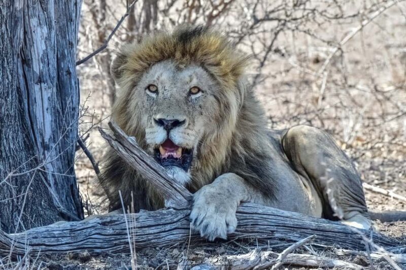 From Kruger Mpumalanga Airport: Kruger Park 3-Days Safari - FAQ