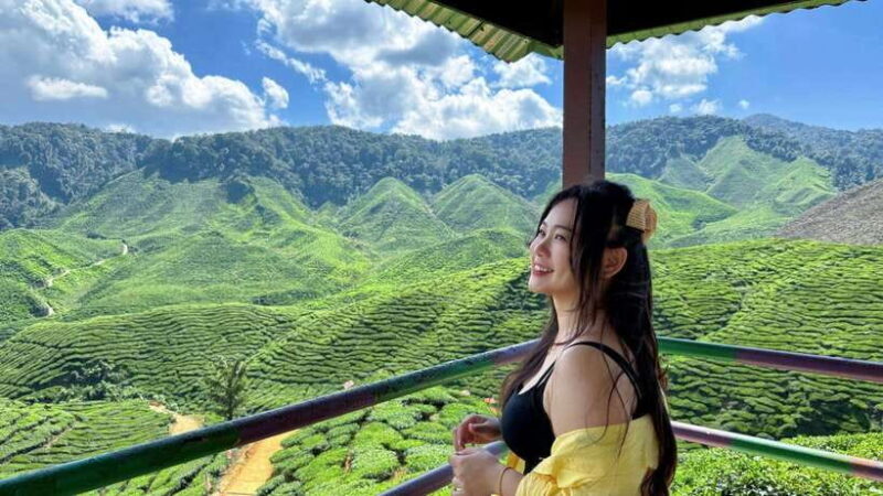 From Kuala Lumpur: Cameron Highlands Day Tour w/Lunch&Pickup - A Deep Dive into the Cameron Highlands Day Tour