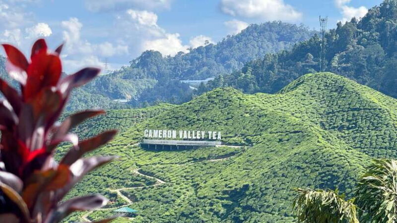 From Kuala Lumpur: Cameron Highlands Day Tour w/Lunch&Pickup - The Sum Up