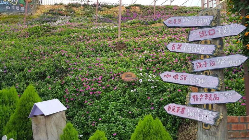 From Kuala Lumpur: Cameron Highlands Full-Day Tour - Introduction