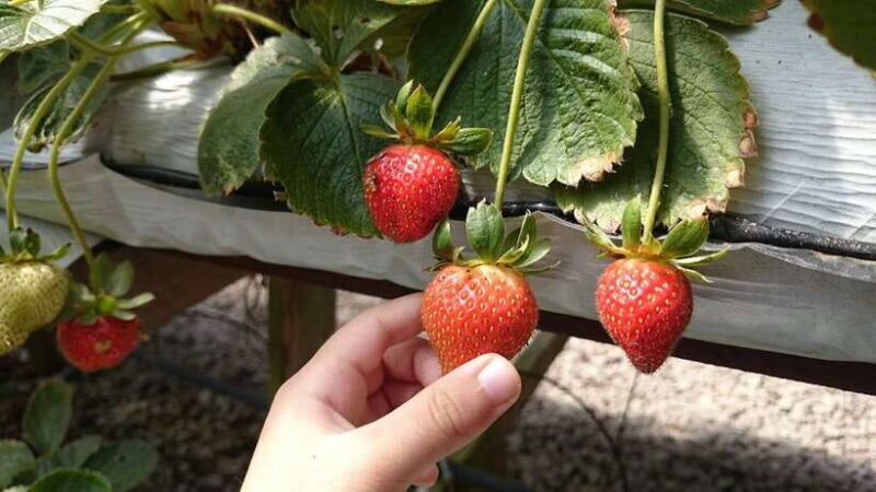 From Kuala Lumpur: Cameron Highlands Full-Day Tour - In The Sum Up