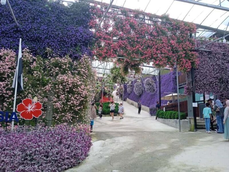 From Kuala Lumpur: Cameron Highlands Private or Join In Tour - From Kuala Lumpur: Cameron Highlands Private or Join In Tour — A Detailed Look