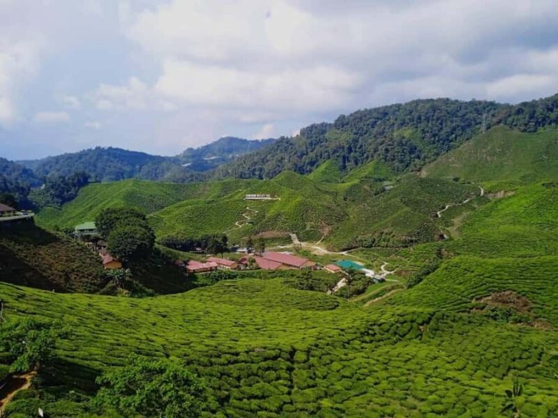 From Kuala Lumpur: Cameron Highlands Private or Join In Tour - Insights from Real Travelers’ Reviews