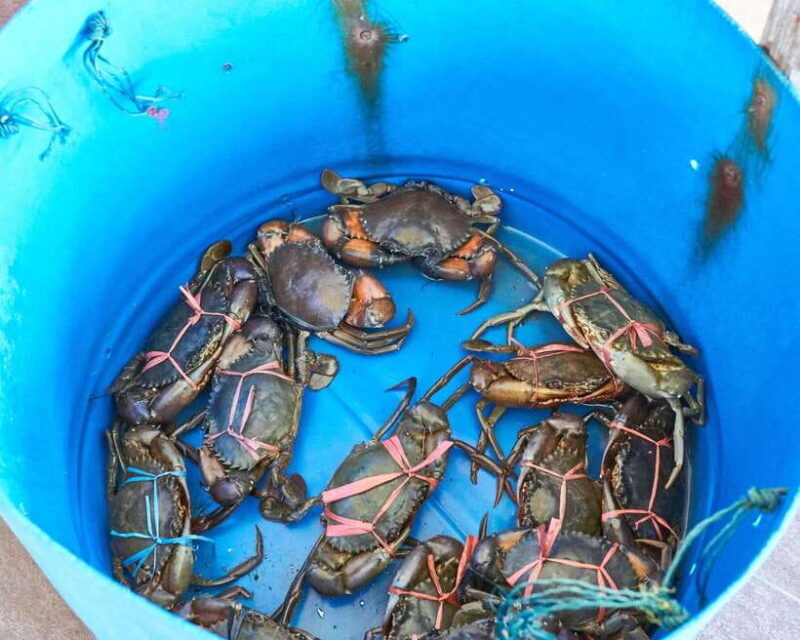 From Kuala Lumpur: Crab Island Tour with Seafood Lunch - Return Journey and Photo Stops