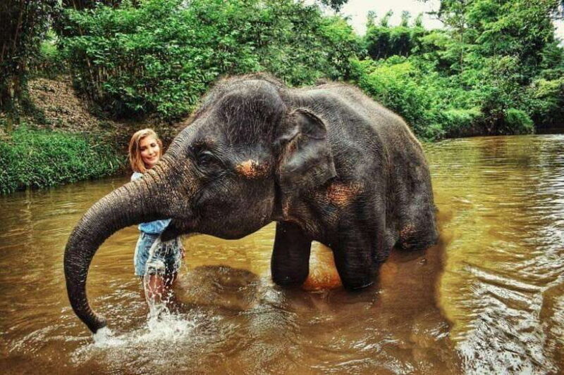From Kuala Lumpur: Elephant Sanctuary Guided Tour - Who Will Love This Tour?