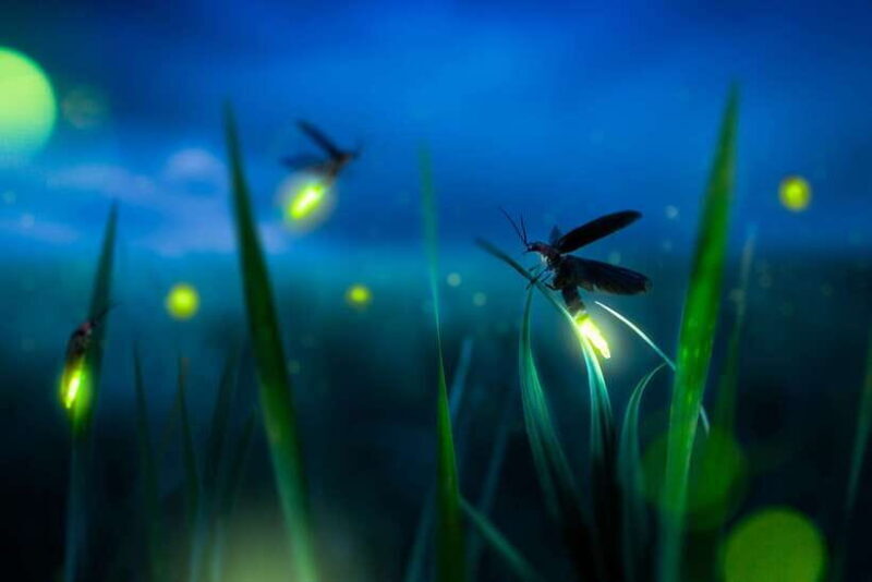 From Kuala Lumpur: Fireflies Tour and Seafood Dinner - An Honest Look at the Itinerary