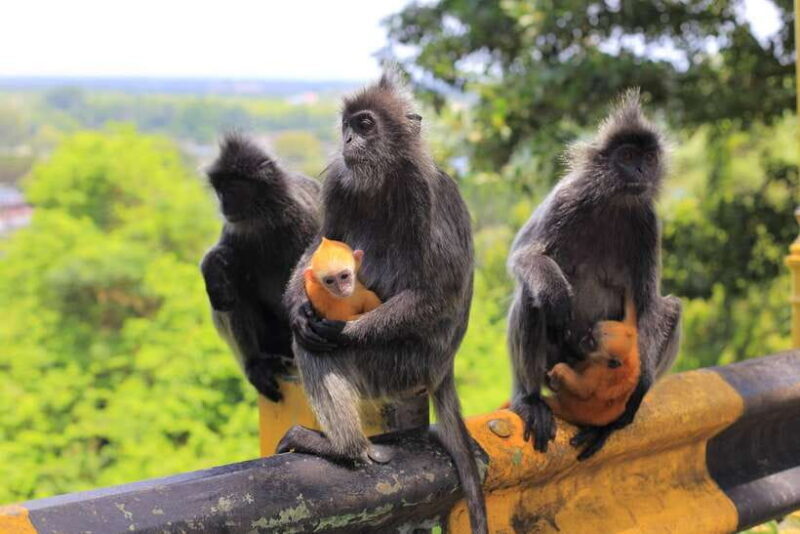 From Kuala Lumpur: Fireflies Tour and Seafood Dinner - Who Will Love This Tour?