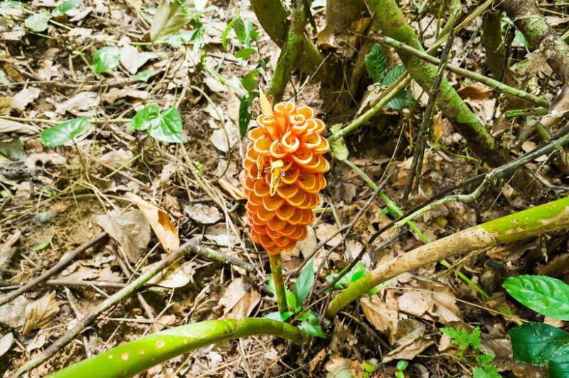 From Kuala Lumpur: Full-Day Taman Negara National Park - Key Points