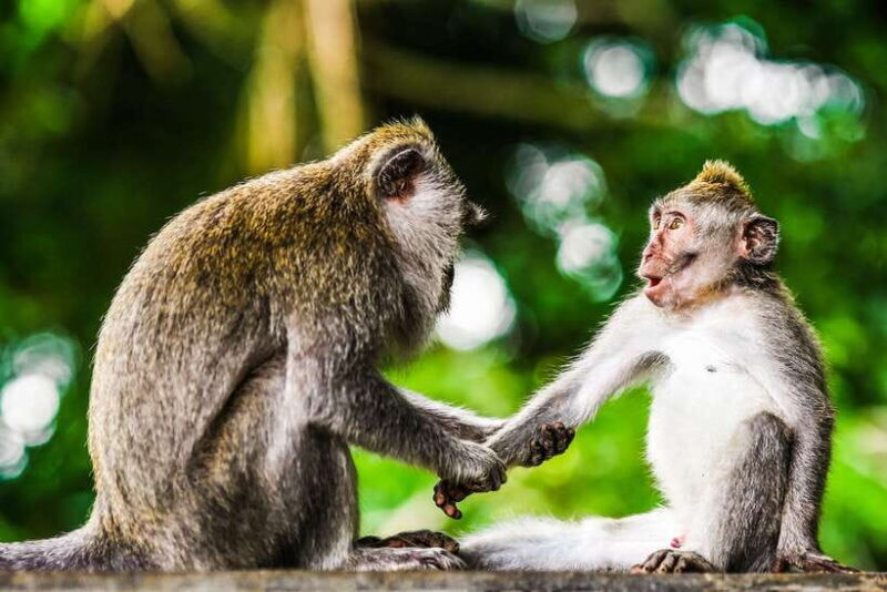 From Kuala Lumpur: Full-Day Taman Negara National Park - Practical Tips for Travelers