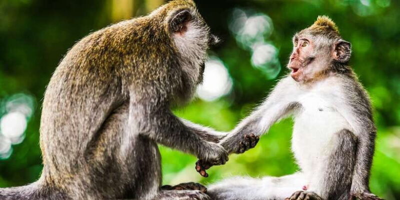From Kuala Lumpur: Full-Day Taman Negara National Park - Who Will Love This Tour?