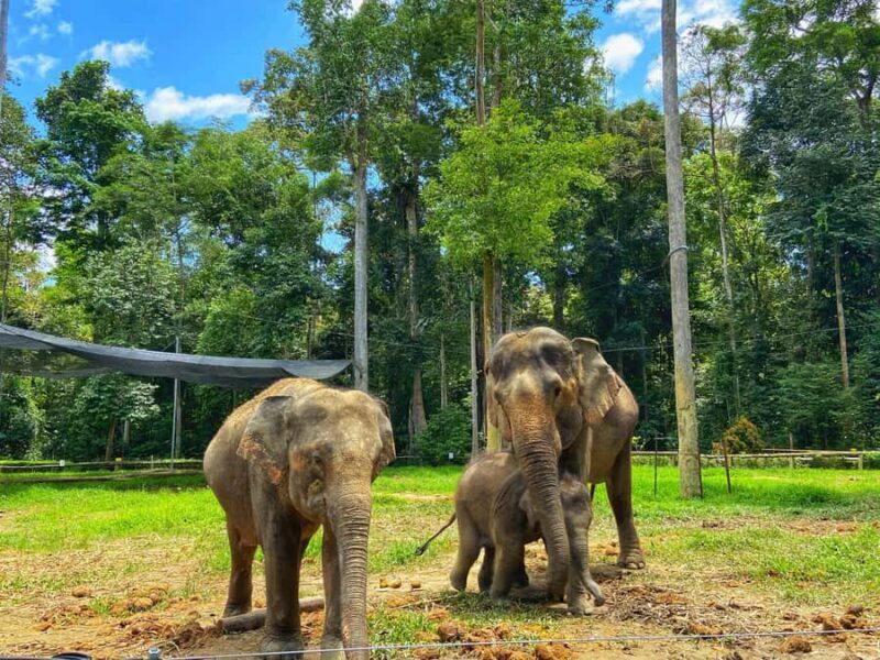 From Kuala Lumpur: Kuala Gandah Elephant Sanctuary Day Trip - Key Points