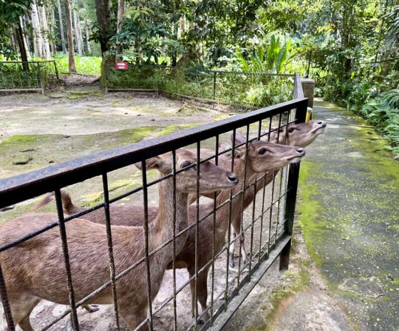 From Kuala Lumpur: Kuala Gandah Elephant Sanctuary Day Trip - A Detailed Look at This Wildlife and Cultural Day Trip