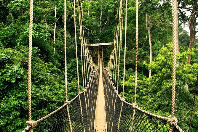 From Kuala Lumpur Taman Negara Day Trip With Lunch - Summary