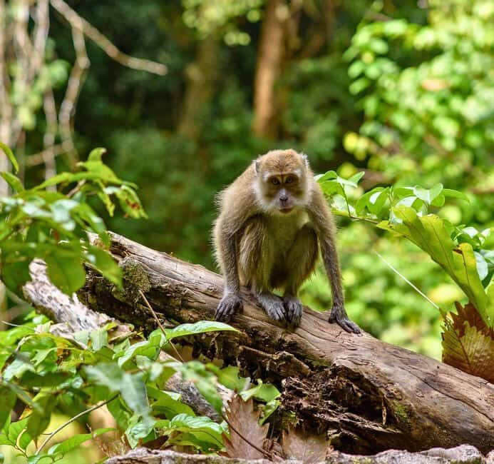 From Kuala Lumpur: Taman Negara National Park Private Tour - FAQ