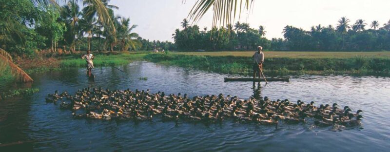 From Kumarakom: Half Day Aymanom Rural Village Tour - Key Points