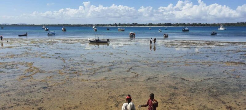 From Kwale: Kisite Mpunguti Marine National Park Tour - Authenticity and Cultural Connection