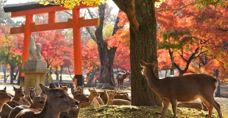 From Kyoto: Nara Guided Half Day Bus Tour - Practical Tips and Considerations