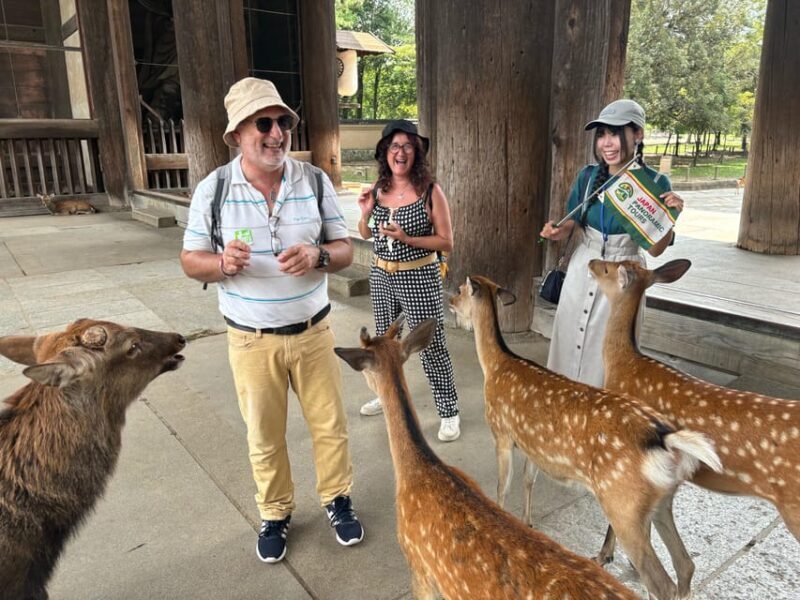 From Kyoto: Nara Guided Morning Tour - Comfort, Convenience, and Practicalities
