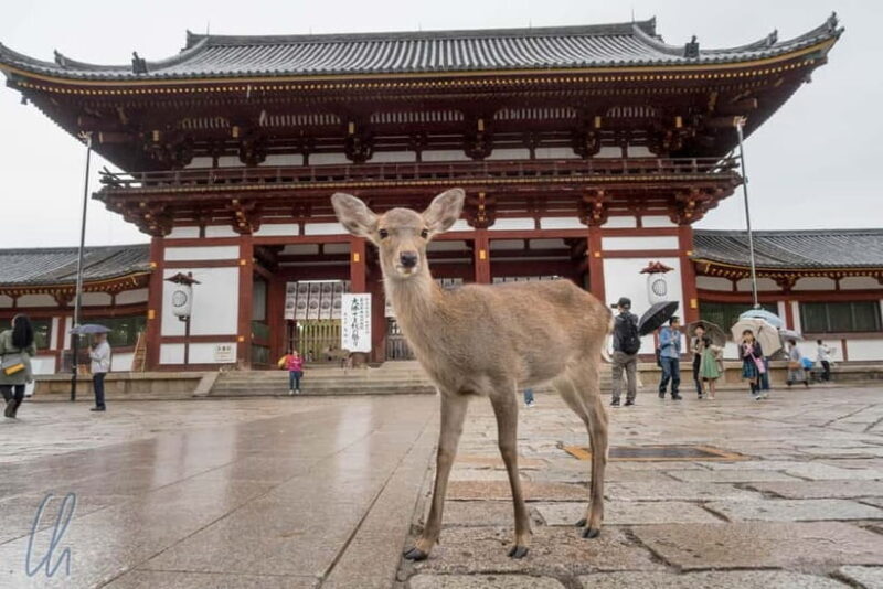 From Kyoto: Nara, Osaka & Kobe Day Trip 3 Cities in 1 Day - Authentic Experiences and Highlights from Reviews