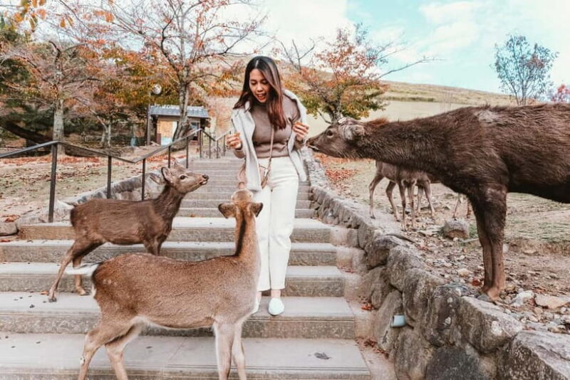 From Kyoto: Nara, Osaka & Kobe Day Trip 3 Cities in 1 Day - FAQ