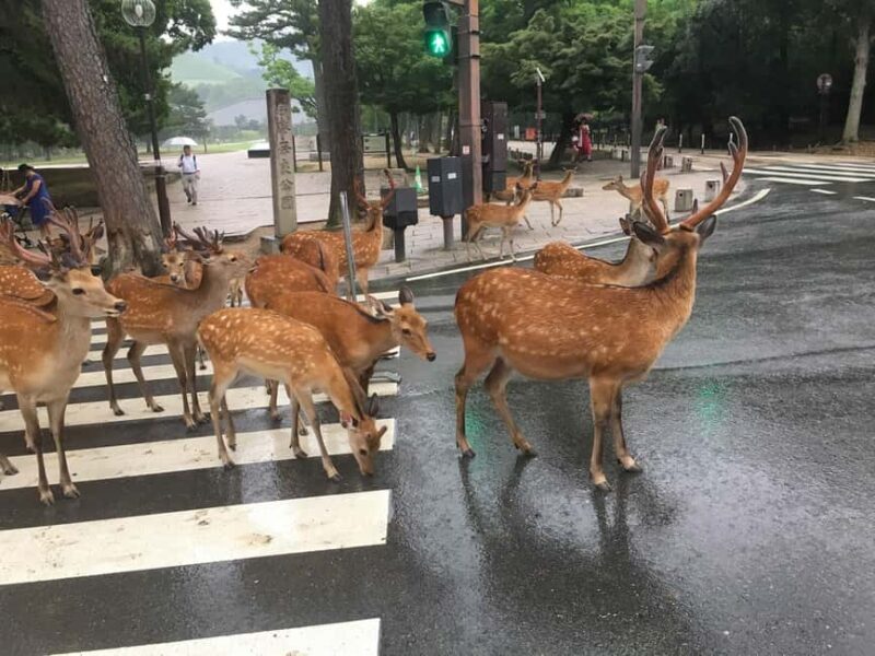 From Kyoto or Osaka: Kyoto Highlights & Nara Park Day Trip - Introduction to the Tour