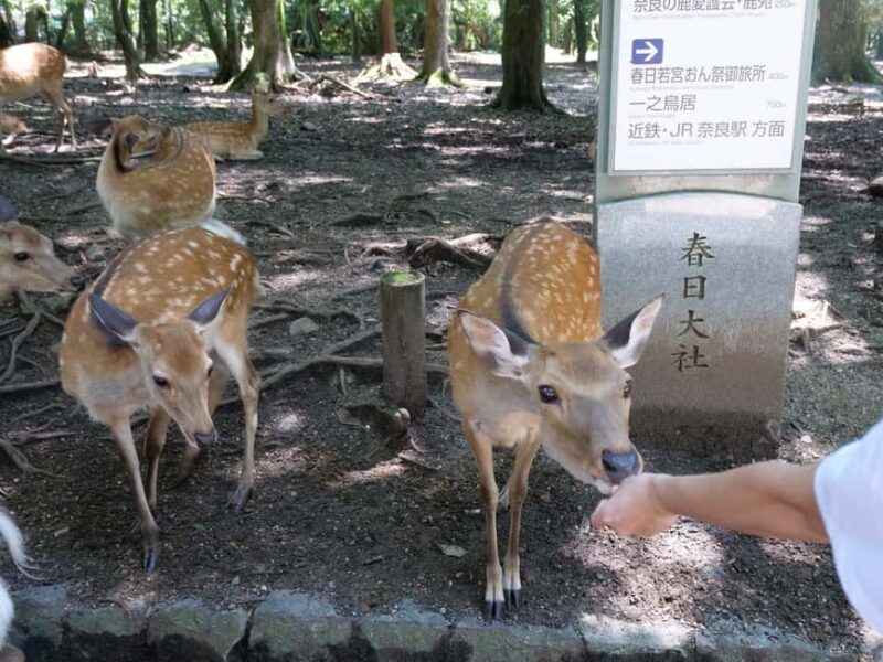 From Kyoto or Osaka: Kyoto Highlights & Nara Park Day Trip - FAQ
