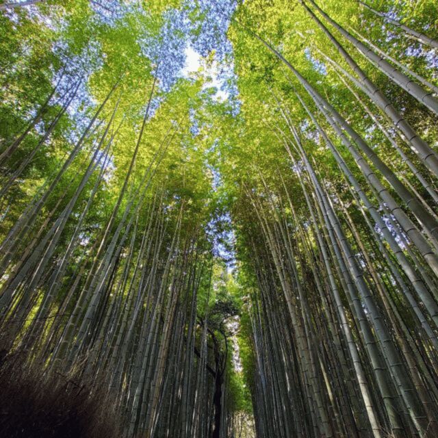 From Kyoto & Osaka: Kyoto Top Attractions Private Day Tour - Price and Value Analysis