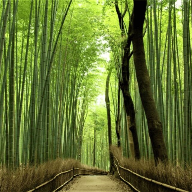 From Kyoto & Osaka: Kyoto Top Attractions Private Day Tour - Who Should Consider This Tour?