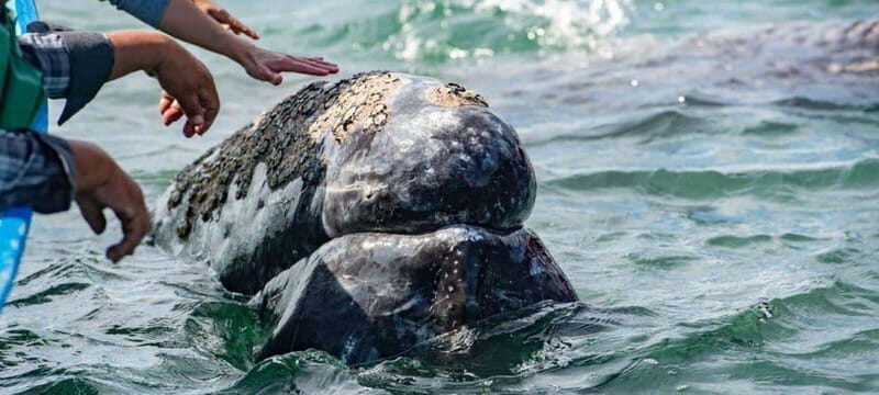 From La Paz: Puerto Chale Gray Whale Watching Tour - Why This Tour Stands Out
