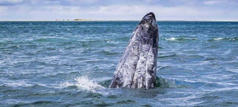 From La Paz: Puerto Chale Gray Whale Watching Tour - The Cost & Value