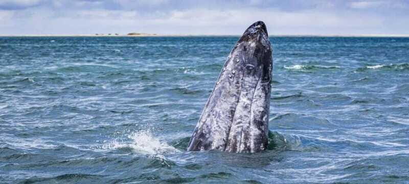 From La Paz: Puerto Chale Gray Whale Watching Tour - Who Should Sign Up?