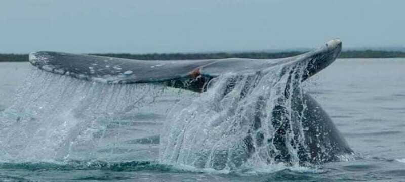 From La Paz: Puerto Chale Gray Whale Watching Tour - Final Thoughts