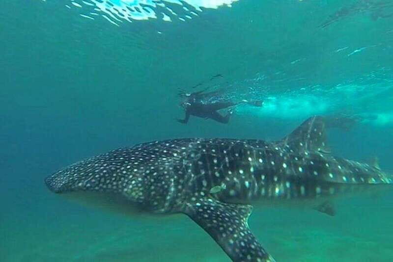 From La Paz: Whale Sharks, Sea Lions & Balandra Beach Combo - Key Points
