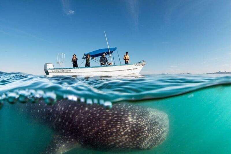 From La Paz: Whale Sharks, Sea Lions & Balandra Beach Combo - The Experience in Detail