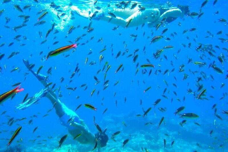 From La Paz: Whale Sharks, Sea Lions & Balandra Beach Combo - Who Would Love This Tour