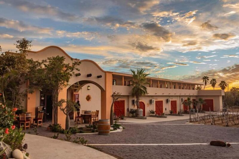 From La Playa: Vineyard Tour w/ Tasting & Todos Santos Stop - A Deep Dive into the Experience