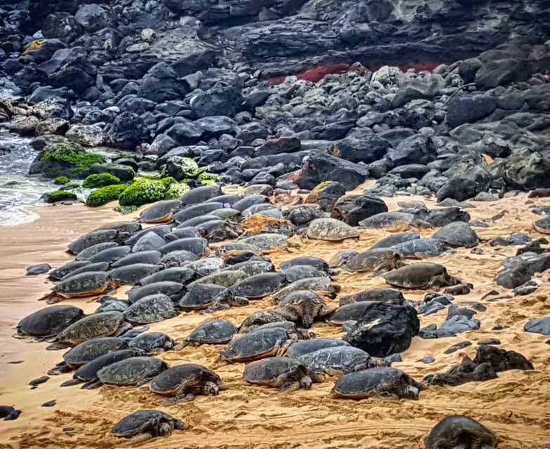 From Lahaina, Maui: Road to Hana Tour - An In-Depth Look at the Maui Road to Hana Tour