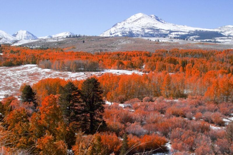 From Lake Tahoe: Yosemite National Park Day Trip with Lunch - Authentic Encounters and Photographic Opportunities