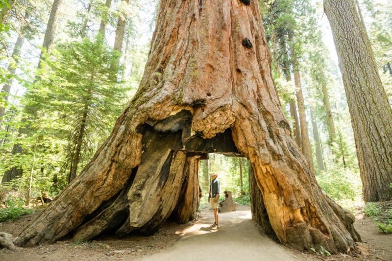 From Lake Tahoe: Yosemite National Park Day Trip with Lunch - FAQs