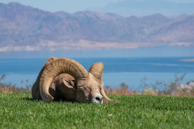 From Las Vegas Lake Mead Wildlife and Seven Magic Mountains - Discovering Nevada’s Hidden Gems in a Half-Day Trip