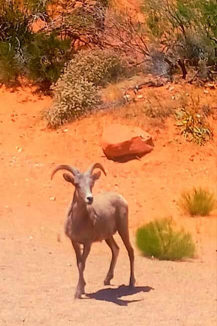 From Las Vegas: Valley of Fire Full-Day Guided Tour w/ Lunch - The Practical Side