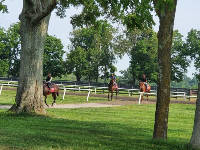From Lexington: Kentucky Horse Farms Tour - Exploring Lexington’s Equine Heritage