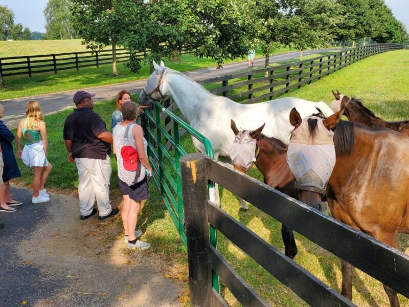 From Lexington: Kentucky Horse Farms Tour - The Guide’s Role: Knowledge and Charm