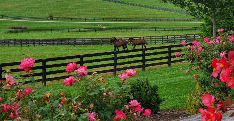 From Lexington: Kentucky Horse Farms Tour - The Value of the Experience
