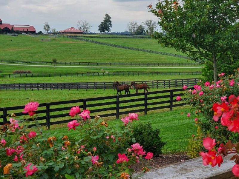 From Lexington: Kentucky Horse Farms Tour - FAQ